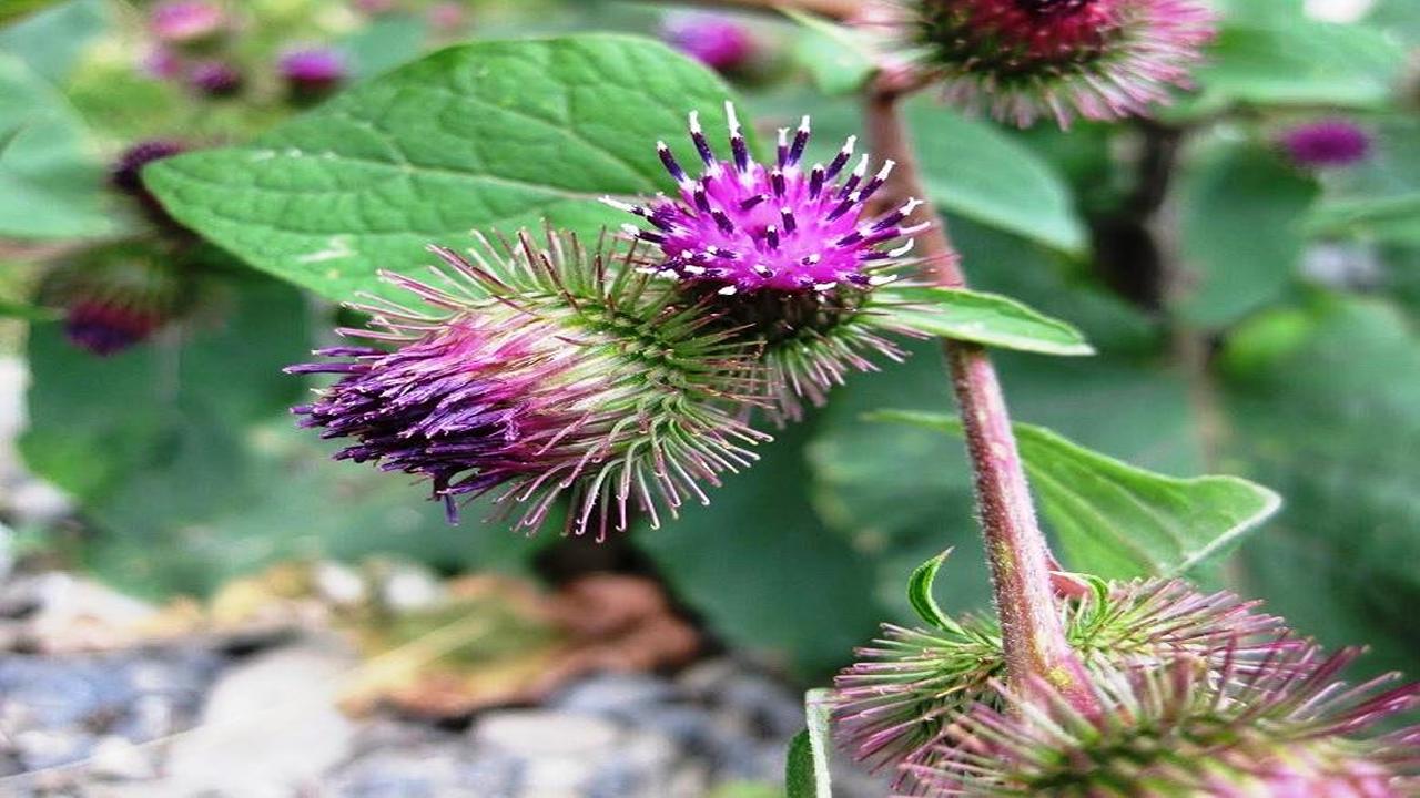 Artritis Plantas