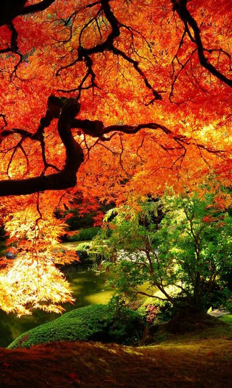 Japanese Wallpapers