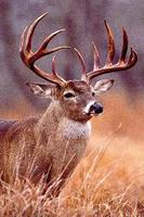 How To Draw Deer