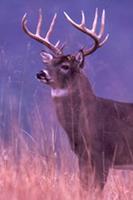 How To Draw Deer
