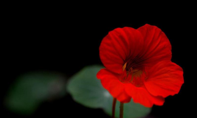 Red flowers wallpapers