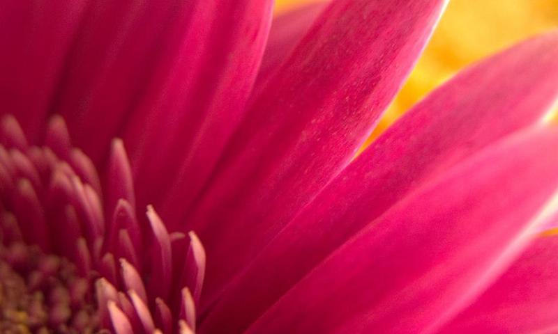 Red flowers wallpapers