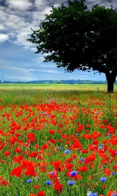 Red flowers wallpapers