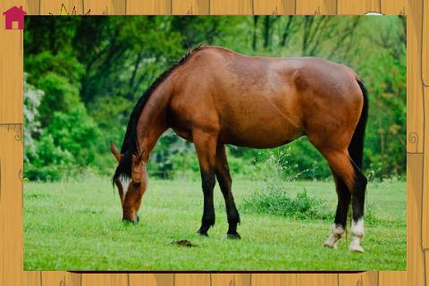 Dogs and games for babies