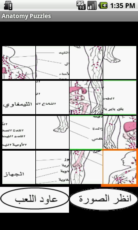 Arabic anatomy puzzles