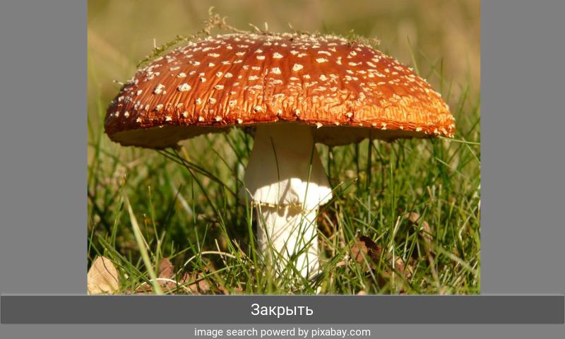 Word Puzzle Translate