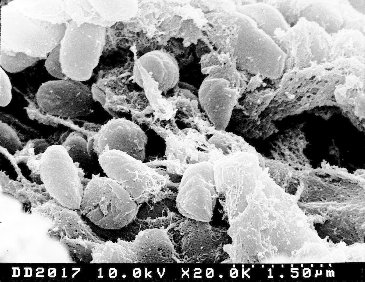 Microscope Camera x3 Prank